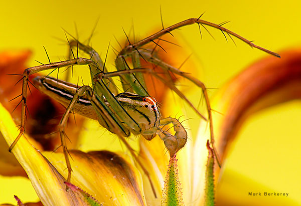 Lynx Spider by Mark Berkerey