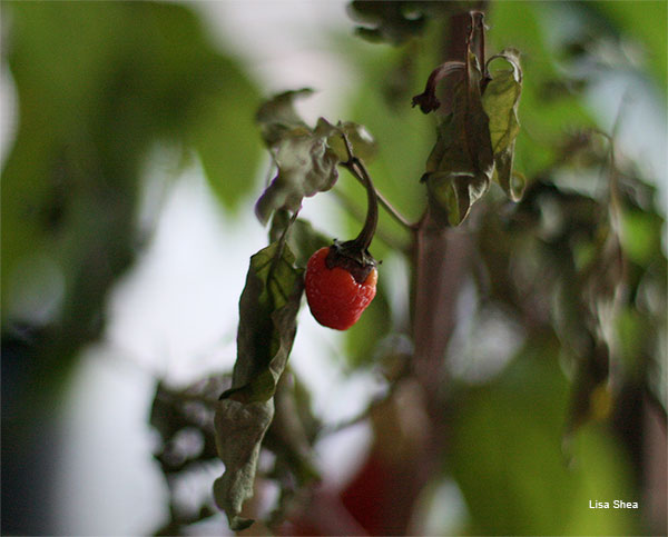 Fading Pepper by Lisa Shea