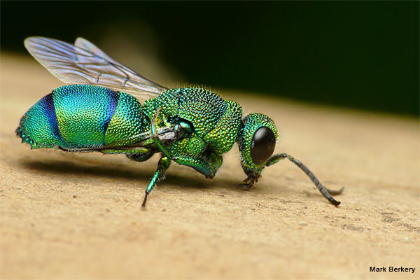 Emerald Cuckoo Wasp by Mark Berkery