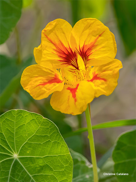 Nasturtium by Christine Catalano